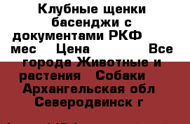 Клубные щенки басенджи с документами РКФ - 2,5 мес. › Цена ­ 20 000 - Все города Животные и растения » Собаки   . Архангельская обл.,Северодвинск г.